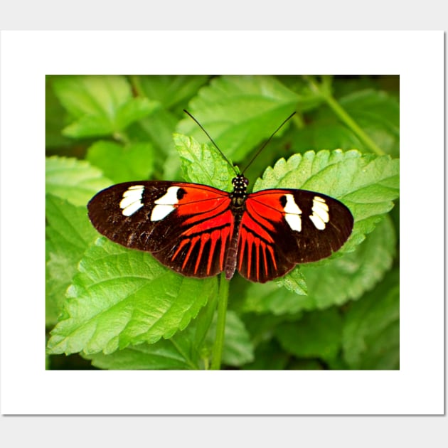 Red and Black Butterfly Wall Art by ARTWORKandBEYOND